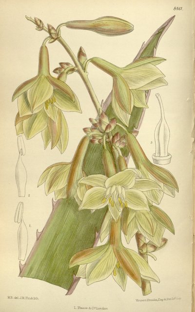 Furcraea elegans (= Furcraea stricta), Asparagaceae, Agavoideae by J.N. Fitch